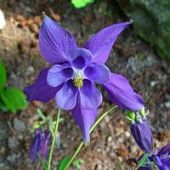 Аквилегия альпийская - Dolina-Sad.Ru