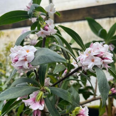 Волчеягодник душистый Пэфьюм Принцесс Волчеягодник душистый Пэфьюм Принцесс - Dolina-Sad.Ru