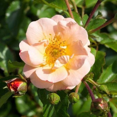 Роза Седана фото