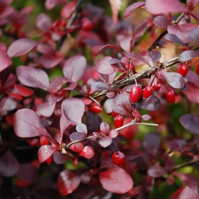 Барбарис Тунберга Дартс Ред Леди Барбарис Тунберга Дартс Ред Леди фото