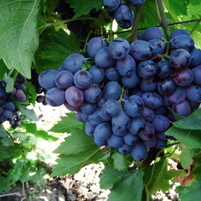 Виноград Победа Виноград Победа - Dolina-Sad.Ru