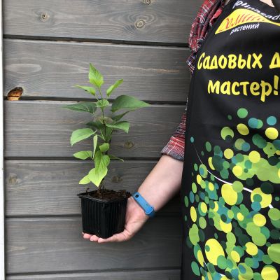 Сирень обыкновенная Бель Де Ненси Сирень обыкновенная Бель Де Ненси фото