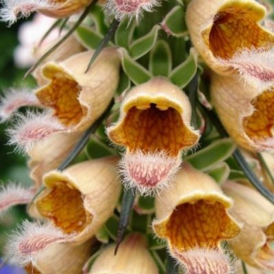 Наперстянка ржавая Гелбер Херолд Наперстянка ржавая Гелбер Херолд - Dolina-Sad.Ru