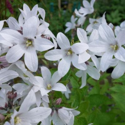 Колокольчик молочноцветковый Аваланш Колокольчик молочноцветковый Аваланш - Dolina-Sad.Ru