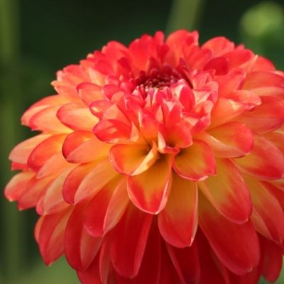 Георгина Флорианд Георгина Флорианд - Dolina-Sad.Ru