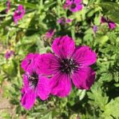 Герань Ред Адмирал - Dolina-Sad.Ru