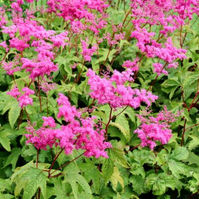 Лабазник Пурпл Лабазник Пурпл - Dolina-Sad.Ru