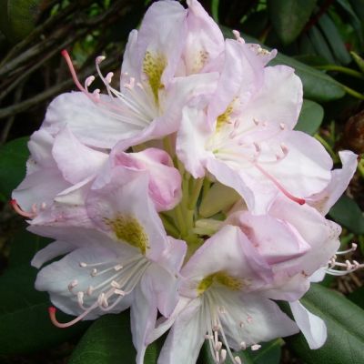 Рододендрон Альбум Кэтевбинский Рододендрон Альбум Кэтевбинский фото