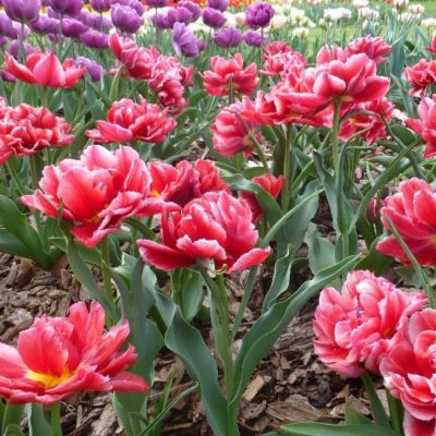 Тюльпан Вилемсурд Тюльпан Вилемсурд фото