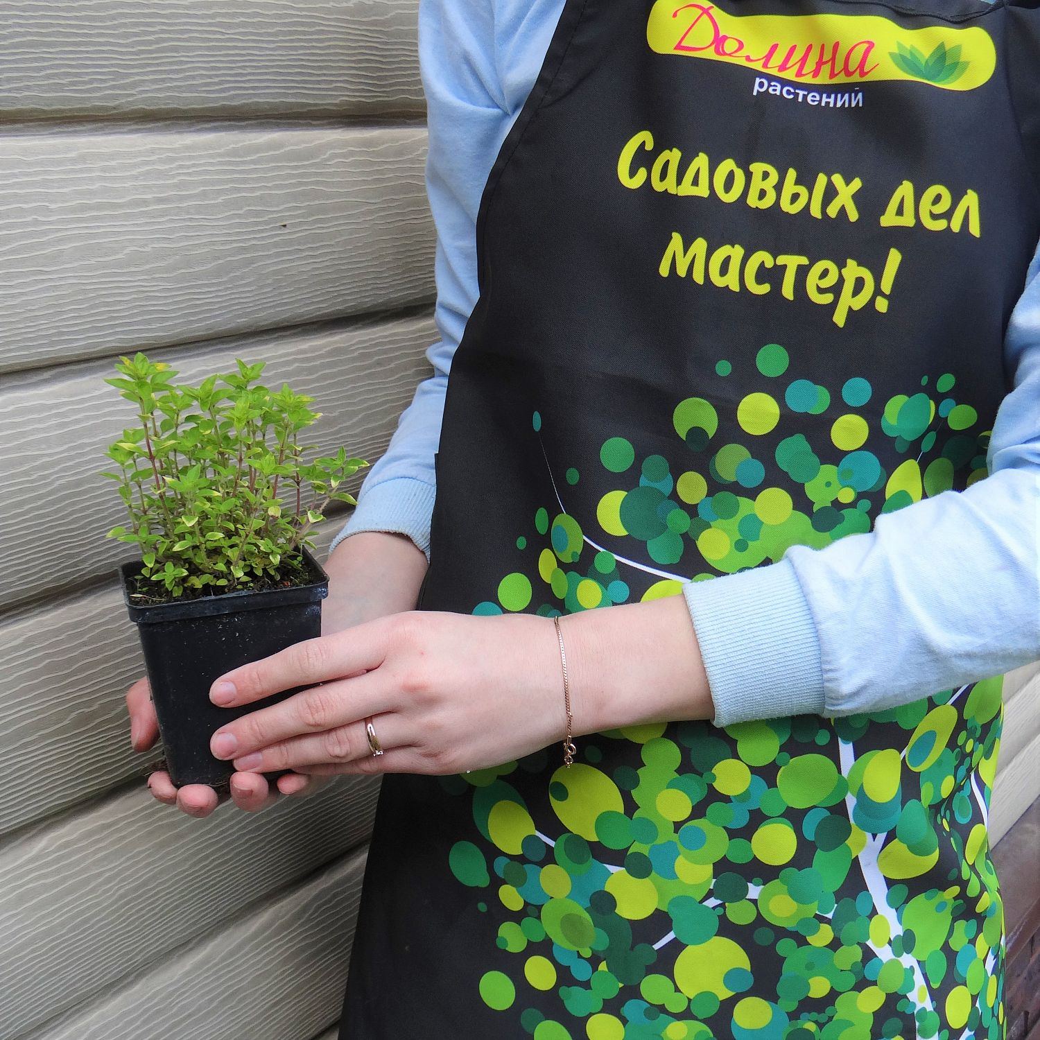 Майоран обыкновенный Кантри Крим Майоран обыкновенный Кантри Крим фото