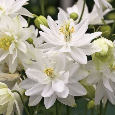 Аквилегия махровая Вайт Барлоу - Dolina-Sad.Ru