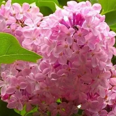 Сирень Колифорния Роуз Сирень Колифорния Роуз - Dolina-Sad.Ru