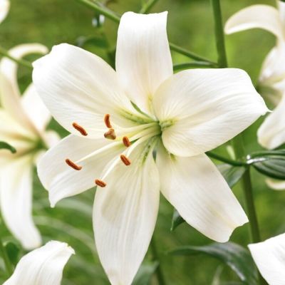 Лилия Перл Франсес Лилия Перл Франсес - Dolina-Sad.Ru