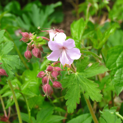 Герань крупнокорневищная Ингверсен Герань крупнокорневищная Ингверсен фото