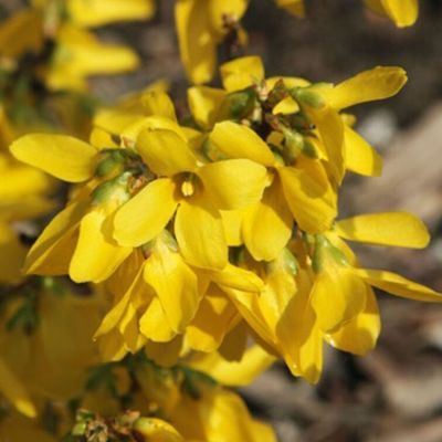 Форзиция промежуточная Курталин, С3 Форзиция промежуточная Курталин, С3 - Dolina-Sad.Ru