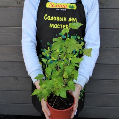 Пузыреплодник Наггет Пузыреплодник Наггет фото