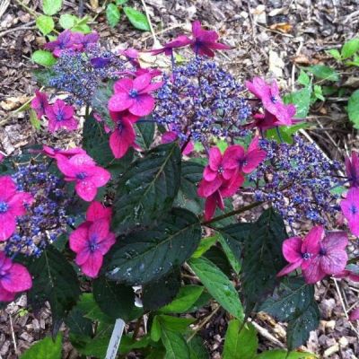 Гортензия пильчатая Мэджик Сансэт Гортензия пильчатая Мэджик Сансэт - Dolina-Sad.Ru