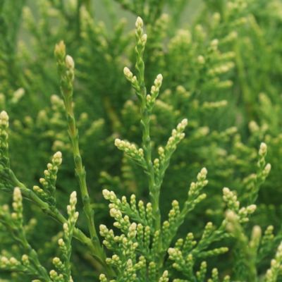 Туя западная Голден Тип, С3 Туя западная Голден Тип, С3 - Dolina-Sad.Ru