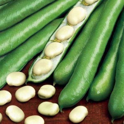 Бобы Белорусские Н11 Бобы Белорусские Н11 фото