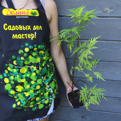 Бузина красная Плюмоза Аурея Бузина красная Плюмоза Аурея - Dolina-Sad.Ru