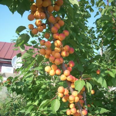 Абрикос Голд Абрикос Голд - Dolina-Sad.Ru