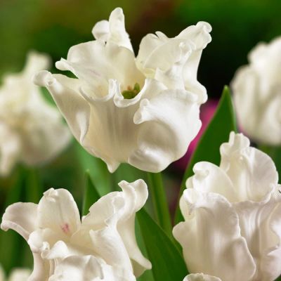 Тюльпан Уайт Либерстар Тюльпан Уайт Либерстар фото