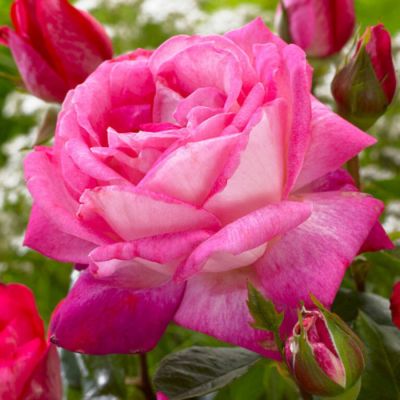 Роза Роз Гожар Роза Роз Гожар - Dolina-Sad.Ru