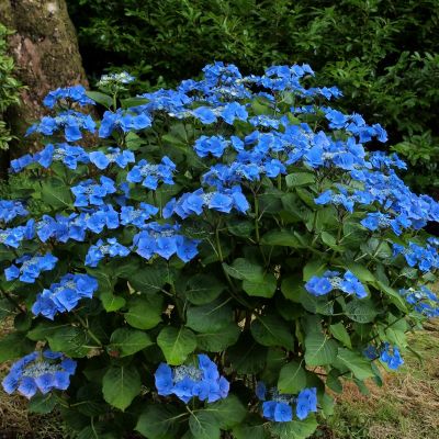 Гортензия крупнолистная Таубе - Dolina-Sad.Ru