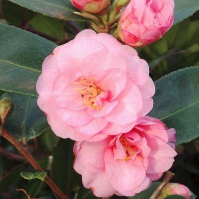 Камелия японская Спринг Фестиваль - Dolina-Sad.Ru