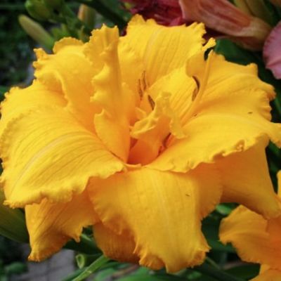 Лилейник Кондилла Лилейник Кондилла - Dolina-Sad.Ru