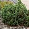 Сосна горная подвид Муго фото