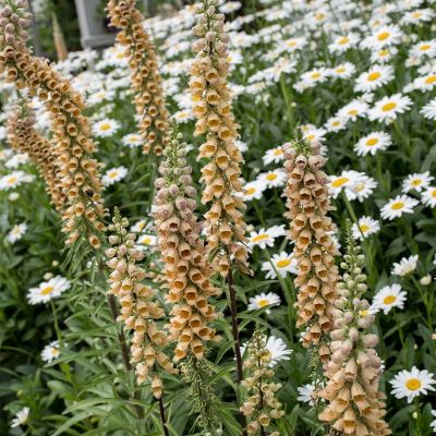 Наперстянка ржавая Гелбер Херолд Наперстянка ржавая Гелбер Херолд - Dolina-Sad.Ru