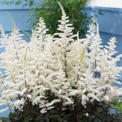 Астильба Арендса Клоуз Хармони - Dolina-Sad.Ru