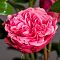 Роза Мэджик Рококо - Dolina-Sad.Ru