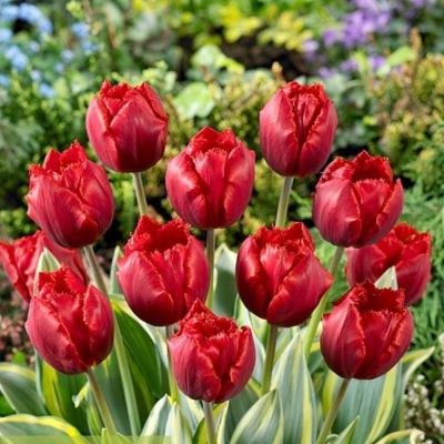 Тюльпан Криспи десижн Тюльпан Криспи десижн фото