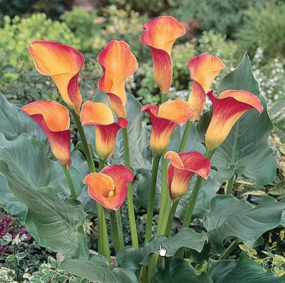 Калла МАНГО фото