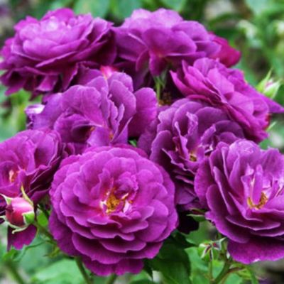 Роза Перпл Эден в горшке - Dolina-Sad.Ru