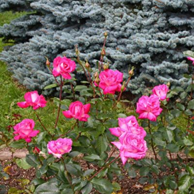 Роза Роз Гожар Роза Роз Гожар - Dolina-Sad.Ru