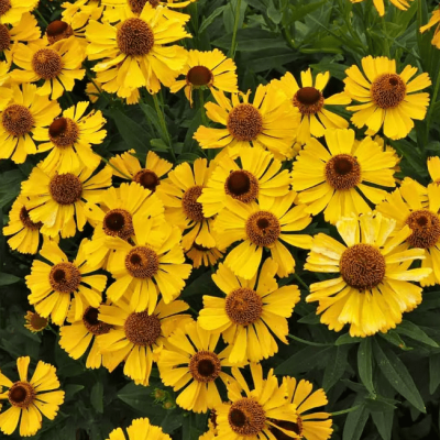 Гелениум Голдрауш , P9 Гелениум Голдрауш , P9 фото