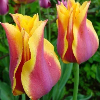 Тюльпан Соннет Тюльпан Соннет фото