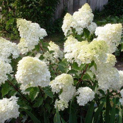 Гортензия метельчатая Диамантино, С3 - Dolina-Sad.Ru