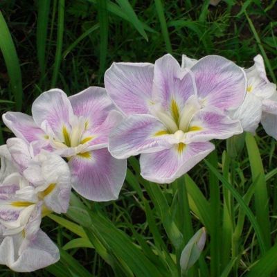 Ирис мечевидный Когешо - Dolina-Sad.Ru