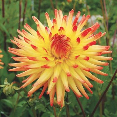 Георгина Бридж Вью Алоха Георгина Бридж Вью Алоха - Dolina-Sad.Ru