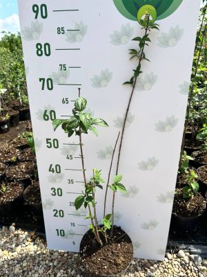 Жасмин Виргинал, С3 - Dolina-Sad.Ru