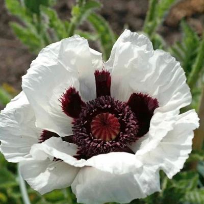 Мак Казино Мак Казино - Dolina-Sad.Ru