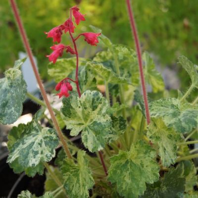 Гейхера Геркулес Гейхера Геркулес - Dolina-Sad.Ru