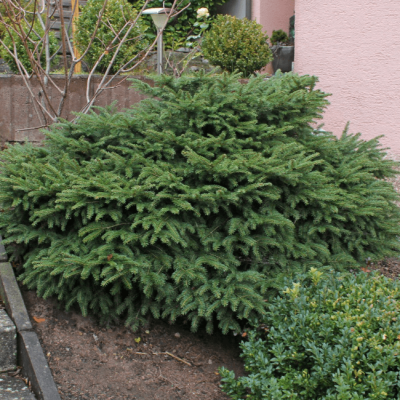 Ель Нидиформис фото