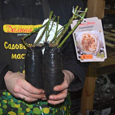 Роза Фриденслихт - Dolina-Sad.Ru