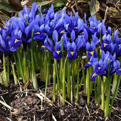 Ирис Гармония фото