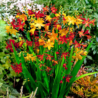 Крокосмия Микс фото